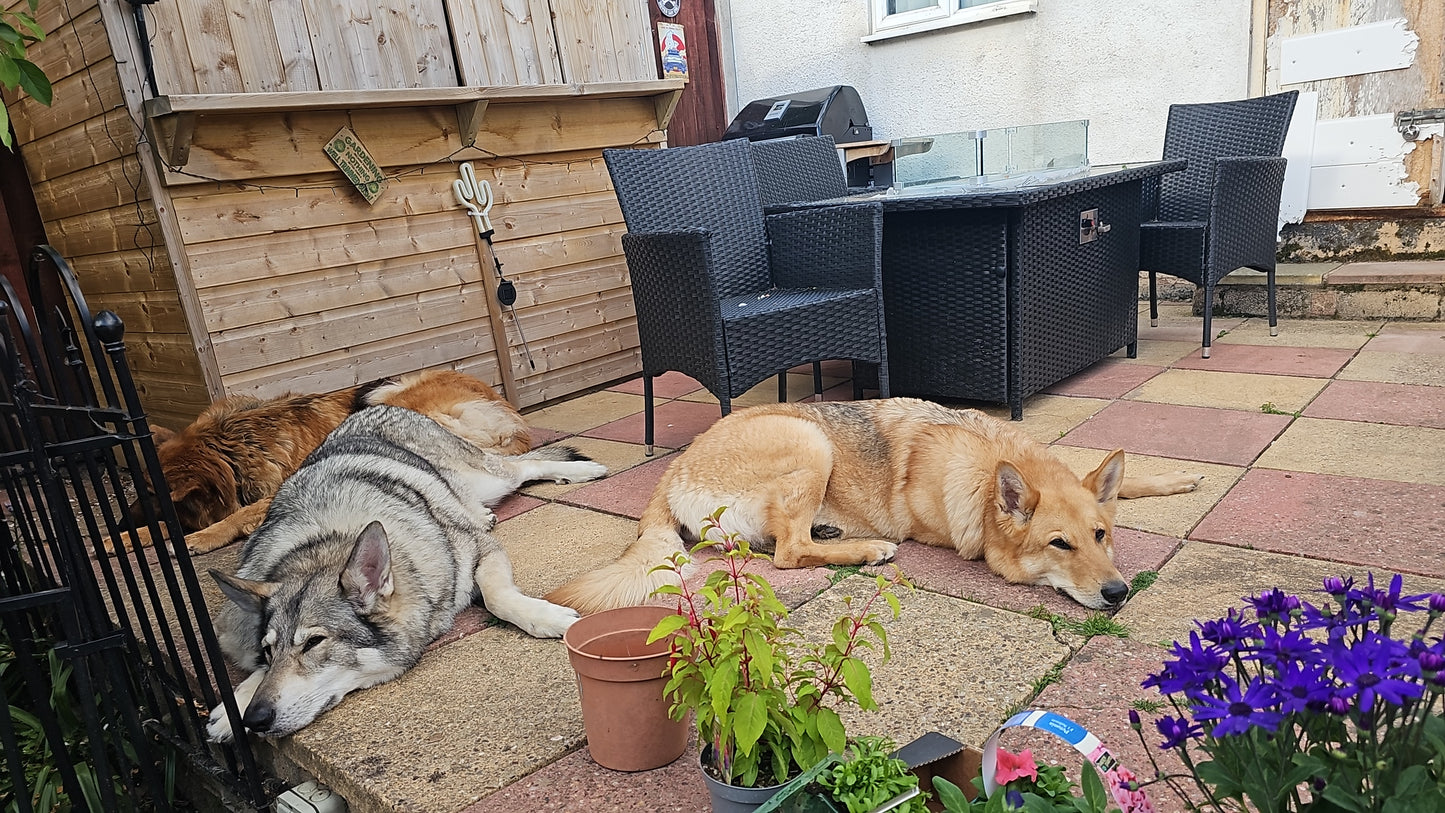 Doggy Day Visits