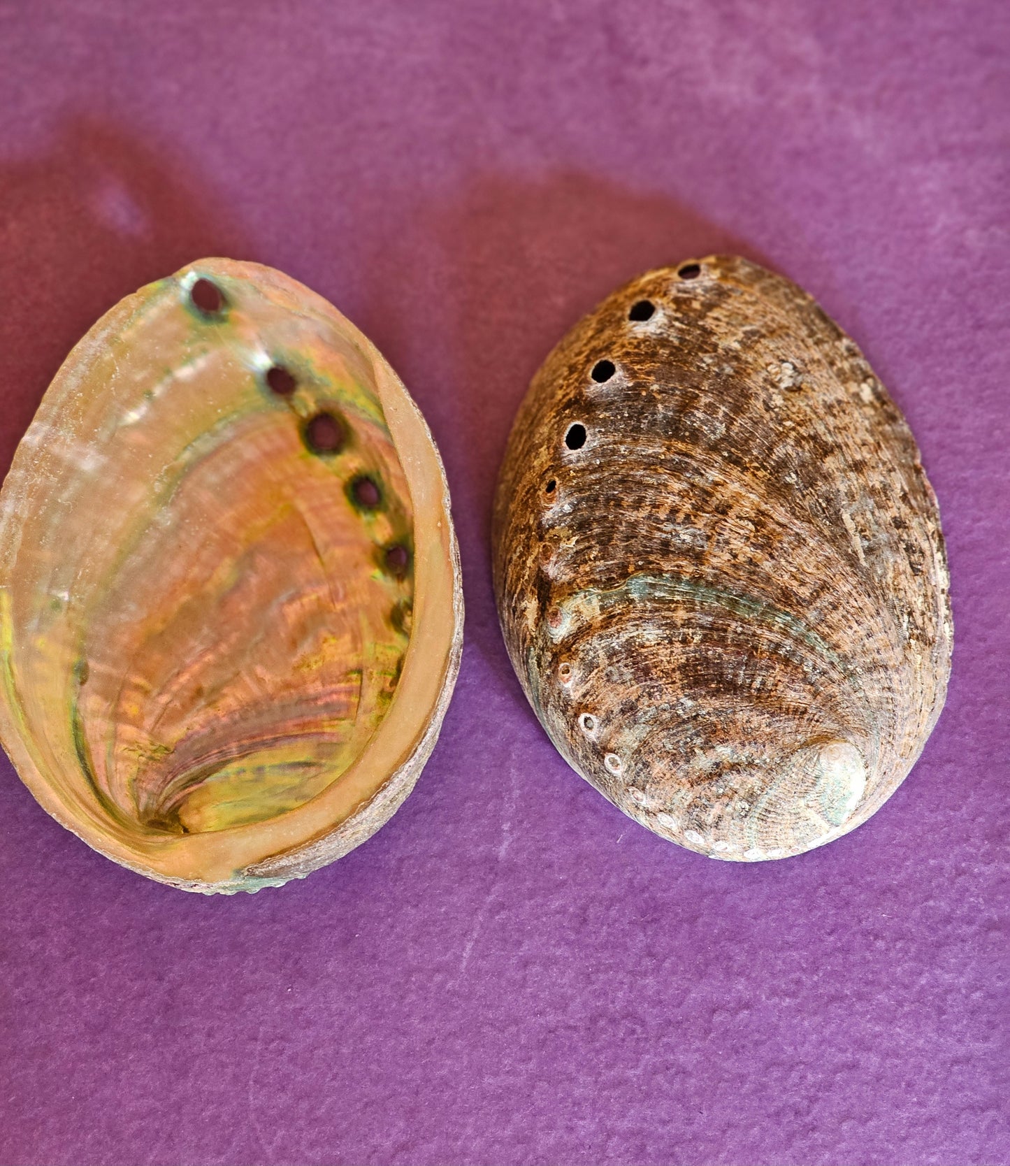 Abalone Insense Shell