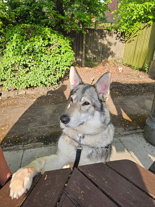 Dog Walking